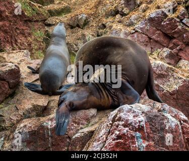 Otaries (phoques) dormant sur les rochers, îles Ballestas, réserve nationale de Paracas, baie de Paracas, Pérou, Amérique du Sud Banque D'Images