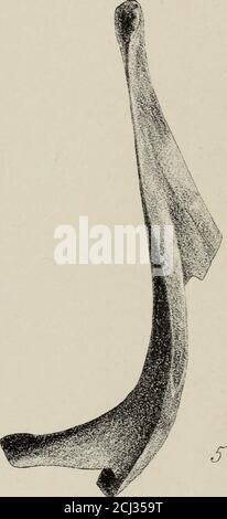 . Transactions de la Société royale de Nouvelle-Zélande . Banque D'Images