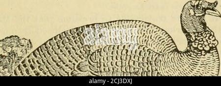 . Dindes, toutes variétés. Leurs soins et leur gestion. Accouplement, élevage, exposition et jugement des dindes; explication de score-carte de jugement, avec des instructions complètes . rigiin de notre oiseau national aud pour apprendre la dérivation de itsname. Ils ont convenu de nombreux points et différaient sur beaucoup. Pour l'information historique contenue dans l'article suivant, nous sommes heureux de donner du crédit à l'homme qui ont la charge du Département de référence de la bibliothèque publique de Buffalo, N. Y., qui a très courteouslyas.sisted l'écrivain dans sa recherche de l'authentique informaa-tion en ce qui concerne les dindes. Il y a peu à faire Banque D'Images