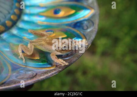 Nager dans un bain d'oiseau pourpre de paon est une grenouille de pin Hyla femoralis. Banque D'Images