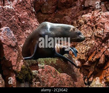 Otaries (phoques) dormant sur les rochers, îles Ballestas, réserve nationale de Paracas, baie de Paracas, Pérou, Amérique du Sud Banque D'Images