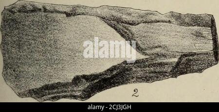 . Transactions de la Société royale de Nouvelle-Zélande . Banque D'Images