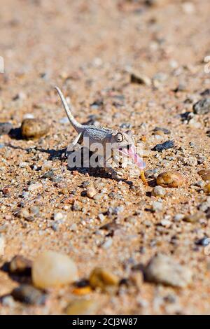 Désert de Namaqua Chameleon (Chamaeleo namaquensis) attrapant un ver à Swakopmund, Namibie Banque D'Images