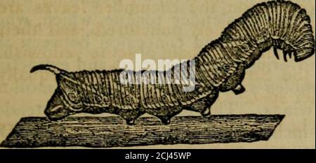 . Le registre annuel illustré des affaires rurales et du cultivateur almanac pour l'année .. . cur-riment considéré comme toxique et de donner une qualité toxique au fruitif il devrait avoir la chance de ramper dessus. Maintenant que nous sommes devenus famil-iariés avec elle ces craintes ont tous disparu, et nous sommes devenus quitiedifférent de cette créature, sachant qu'il s'agit simplement d'un ver de lookingworm laid qui mange certaines des feuilles de la tomate, et ce qui nous intéresse en conséquence de son être sur le seul insecte enemyappartenant à cette plante. Comme le ver, cependant, est si commun et bien connu Banque D'Images