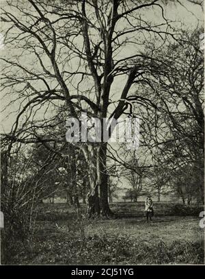 . Les arbres dans la nature, le mythe et l'art; . La théaugmentation n'est pas seulement une addition mécanique de l'extérieur, mais est l'addition, par la puissance vivante de la treesown, de cellules vivantes innombrables, formées, comment nous ne savons pas — la vie est toujours amystery — de l'alimentation inorganique tirée de la terre et de l'air. Et toujours l'équilibre est préservé, la bonne proportion de force et de poids dans toutes les parties pour assurer la stabilité. Non, pas toujours; seulement comme une règle.souvent une branche devient trop pestedpour sa force, et se brise. Deux grandes limbsd'un grand châtaignier de cheval dans mon gardenhaie ont dû être liés ensemble avec des pinces Banque D'Images