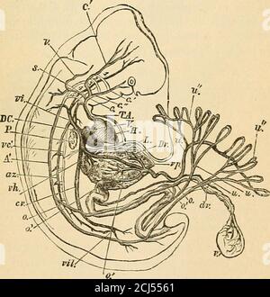 . Un ouvrage de physiologie comparative pour les étudiants et les praticiens de la médecine comparative (vétérinaire) . ACTIVÉ. 85 habituellement donné dans les travaux sur l'embryologie, l'étudiant peut aussi bien comprendre que notre connaissance de l'embryologie humaine dans les premiers stades est incomplète et en partie conjecturale. Thereason de ceci est évident: Des spécimens pour l'examen dépendant des accidents donnant lieu à l'avortement ou à la mort subite, souvent la notreaching du laboratoire dans une condition permettant des inférences dignes de confiance. Il est certainement connu que le. Ovum, qui est habituellement fer-tilized dans l'oviduit (tube de Fallopian), Banque D'Images