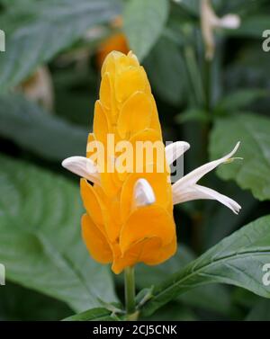 Belle plante tropicale jaune avec petite fleur blanche Banque D'Images