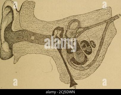 . Un corps sain. Manuel sur l'anatomie, la physiologie, l'hygiène, l'alcool et les stupéfiants. Pour utilisation dans les classes intermédiaires dans les écoles publiques et privées . tuées dans la peau, la bouche, la gorge, et à l'entrée du nez. Le sens du poids. C'est aussi appelé le muscularsense. Par elle, nous sommes en mesure de juger le poids des corps. Par la pratique longue les personnes sont capables de détecttrès légères différences entre les corps même si la lumière ascoins. Le sens de l'audition. Les organes de l'audition sont parmi les parties les plus difficiles du corps à se tenir. Nous ne voyons que l'oreille externe, mais l'anatomiste parle de Banque D'Images
