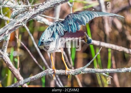 Le héron vert (Butorides virescens) s'examine sur une branche d'arbres.sentier Anhinga dans le parc national des Everglades. Floride. ÉTATS-UNIS Banque D'Images