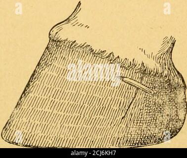 . L'art de la raquette : un manuel pour les amateurs . Figure 84. —pression de ventilation supérieure de l'avertisseur sonore supprimée. Figure 85.—Bearincr soulagé à torerplace- par spiriigiug- le talon. Dans le cas d'une fissure prolongeant l'espace entier de l'étain, une certaine disposition devrait toujours être faite pour le garder -. MimMmm. Figure 86.—CHP français en trimestre. Banque D'Images