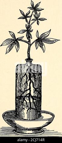 . Principes de la chimie agricole [microforme] . consommé dans la décomposition de la matière organique, l'incombustion, et dans d'autres processus d'oxydation. L'oxygène perdu de l'air par oxydation est restauré par des plantes vertes qui, comme nous l'avons vu, absorbent le dioxyde de carbone et l'oxygène évolutif. En raison des courants de diffusion et d'air, la quantité d'oxygène dans l'air varie légèrement. Dans les analyses effectuées dans des parties du monde inlargement séparées, les quantités minimales et maximales d'oxygène dans l'air sec pur sont de 20.53 ^^d 21.03 parties par volume. L'oxygène est nécessaire pour la germination des graines, pour le développement des bourgeons Banque D'Images