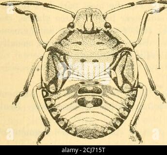 . La plante-insecte vert du sud [Nezara viridula] . Figure 10.—insecte végétal vert du Southerri {Nczara viridula): Nymphe, cinquième stade; typos claires et foncées Enlargé d'environ 4 diamètres. (Morrill.) du thorax, qui dans les stades suivant le premier sont dentelés, sont les plus importants dans les troisième et quatrième stades. Immédiatement après la mue de l'abdomen de la nymph est quitefiat dorso-ventralement mais il devient progressivement plus épais, jusqu'à ce que juste être-avant la nouvelle mue il est turgid et écoute. La nymph augmente. Banque D'Images