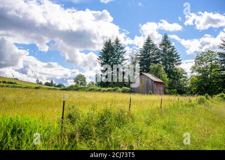 Paysage rural d'été avec ancienne grange de foin en bois rickety debout sous de grands arbres au bord d'un pré clôturé avec une herbe verte luxuriante et un ciel nuageux Banque D'Images