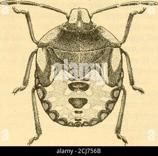 . La plante-insecte vert du sud [Nezara viridula] . ^^^. Figure 10.—insecte végétal vert du Southerri {Nczara viridula): Nymphe, cinquième stade; typos claires et foncées Enlargé d'environ 4 diamètres. (Morrill.) du thorax, qui dans les stades suivant le premier sont dentelés, sont les plus importants dans les troisième et quatrième stades. Immédiatement après la mue de l'abdomen de la nymph est quitefiat dorso-ventralement mais il devient progressivement plus épais, jusqu'à ce que juste être-avant la nouvelle mue il est turgid et écoute. La nymph augmente Banque D'Images