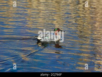 Un sarcelle à ailes vertes avec un beau plumage et une aile verte visible se balade dans un étang. Banque D'Images