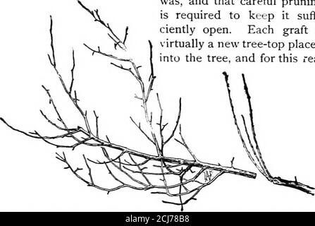 . Le livre de pépinière; un guide complet de la multiplication des plantes . ARBRES ANCIENS GREFFÉS. 125 ne devrait pas être greffé, car c'est l'habitude de greffons à la grognement plutôt qu'à l'horizontale dans la direction de la branche; et il est bien de diviser tous les tronçons sur de tels brancheshorizontalement, qu'un cion peut ne pas se tenir directement sous l'autre. L'habitude de la croissance de la cion est bien swnin Fig. 129. Cela illustre la forme et la direction de la branche originale, ainsi que la direction que les anyarlinggreffons ont prise. Il est donc évident qu'un arbre à tête grise est plus étroit et plus dense en haut que Banque D'Images