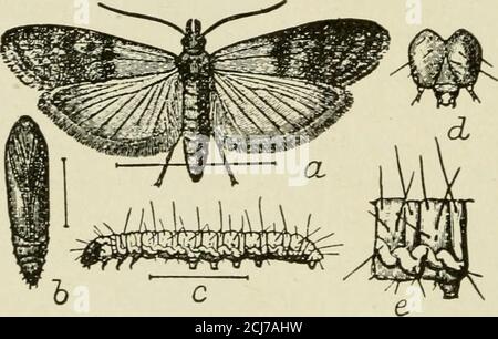 . Le livre de maïs; un traité complet sur la culture, la commercialisation et les utilisations du maïs en Amérique et ailleurs, pour les agriculteurs, les négociants, les fabricants et d'autres - un manuel complet sur la production, la vente, l'utilisation et le commerce de la plus grande culture du monde . La teigne de la farine indienne a une large distribution et ne confine pas ses attaques aux grains et aux farinacées, mais se nourrit de graines et de diverses sortes de noix, fruits secs, racines et herbes. C'est une nui-sance complète dans les greniers, les magasins, et dans les maisons. Les mothssont très actifs et sont facilement perturbés. Ils ont peut-être vu voler sur un grana Banque D'Images
