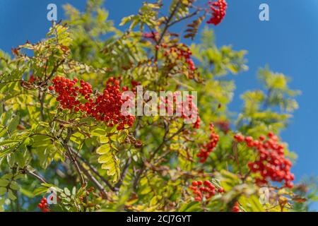 Petites baies rouges sur un arbre dans un parc public Banque D'Images