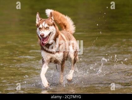 Adorable husky brun jouant dans l'eau et appréciant le temps chaud. Beaucoup d'eau éclabousse autour de ce chien noir est en train de courir et de sauter. Il h Banque D'Images