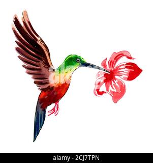 Oiseau et fleur tropicale. Aquarelle Banque D'Images