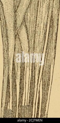 . Un corps sain. Manuel sur l'anatomie, la physiologie, l'hygiène, l'alcool et les stupéfiants. Pour une utilisation dans les classes intermédiaires dans les écoles publiques et privées . Taille des tendons. Les tendons sont toujours plus petits que les muscles auxquels ils appartiennent. Ceci est bien illustré sur la Fig. 14.les muscles au milieu de l'avant-bras, comme illustré dans la figure, sont assez grands, tandis que les tendons au poignet sont si petits qu'ils peuvent être bassiégés avec le pouce et le doigt. Les mouvements au niveau du poignet sont ainsi plus libres et plus faciles. Le tendon le plus grand du corps est à l'arrière de la jambe. Il est attaché par un muscle à l'arrière Banque D'Images