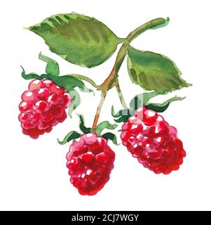 Framboises rouges juteuses sucrées sur une branche avec des feuilles vertes. Aquarelle Banque D'Images