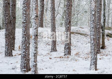 Forêt de pins rouges après une chute de neige à la fin du printemps, Sudbury, Ontario, Canada. Banque D'Images