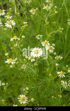Matricaria chamomilla dans le jardin avec les mêmes fleurs et les feuilles vertes sur le fond. Vue de dessus. Faible profondeur de champ. Arrière-plan naturel Banque D'Images