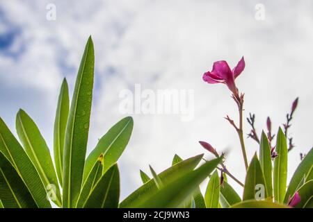 Photo à angle bas de l'oléander rose sous ciel nuageux Banque D'Images