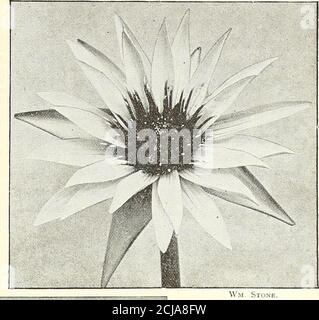 . Le jardin du Dreer 1902 calendrier . ultinationLèves vert, L5 à 17 pouces de travers, profondément et ir-régulièrement smatent, angles des lobes arrondis; fleursblanc, 6 à 8 pouces de large; pétales nombreux, lancéo-tard ; STAMENS jaune profond, distinct, et à floraison libre.les fleurs debout un pied ou plus hors de l'eau, et possédant un délicat parfum ressemblant au Lily de la vallée. Souhaitable pour la coupe. Plantes, 100 $ chacune : semences, 15 cts. Par prix de base C. W. Ward. Il n'y a eu que peu d'additions récentes à ce jour - en fleurs dix-der Nymphseas, et c'est avec plaisir que nous offrons ce charme-ening nouveau hybr Banque D'Images