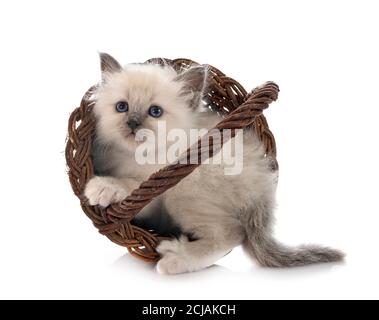 Chaton birman in front of white background Banque D'Images