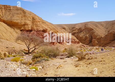 Plante survivant dans les conditions difficiles et arides du désert. Photographié dans le Red Canyon près d'Eilat, Israël Banque D'Images