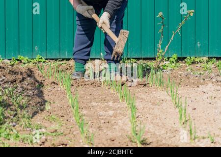 femme enlève les mauvaises herbes de ses lits d'ail vert en utilisant le concept de binette. agronomie Banque D'Images