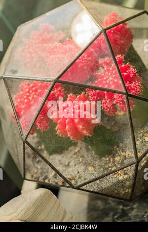 mini jardin succulent en terrarium de verre, gros plan du florarium Banque D'Images