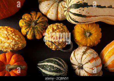 Photo à plat d'une variété de citrouilles, de courbases et de gourdes réparties aléatoirement sur fond noir. Une image idéale pour la récolte d'automne, halloween, merci Banque D'Images