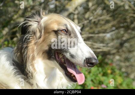 Vue sur le visage du chien borzoï bringé dans des ambiants naturels. Banque D'Images