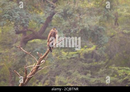 Aigle serpent à crête (Spilornis cheela), perché sur un arbre mort dans les forêts de Ranthambore au Rajasthan, en Inde. Banque D'Images