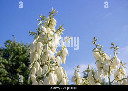 Yucca, plante ornementale avec des fleurs blanches sur fond de ciel bleu. Banque D'Images