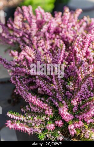 Erica darleyensis - l'une des premières plantes de printemps. Fleurs chinées violettes en gros plan Banque D'Images