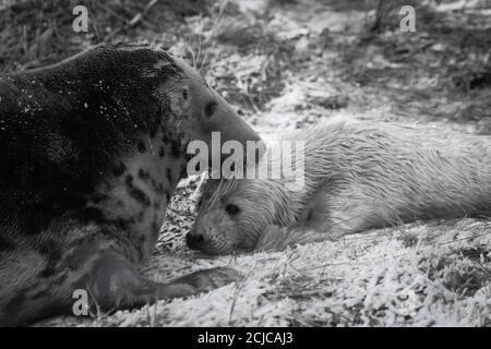 Un moment tendre entre une mère de phoque gris (Halichoerus grypus) et son nouveau chiot capturé en noir et blanc Banque D'Images