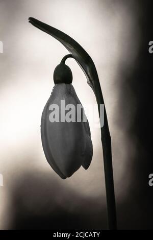 Gros plan noir et blanc d'une fleur en forme de goutte d'eau (Galanthus nivalis) au printemps à l'arboretum de Lynford, dans le Norfolk Banque D'Images