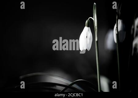 Image en noir et blanc des fleurs en forme de goutte d'eau (Galanthus nivalis) qui poussent au parc national de Wandlebury à Cambridgeshire Banque D'Images