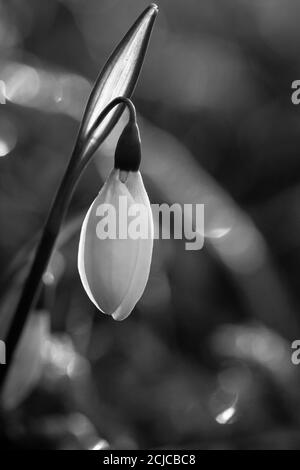 Image en noir et blanc d'une goutte d'eau singulière (Galanthus nivalis) qui grandit dans la forêt printanière de Lynford, près de Thetford, Norfolk Banque D'Images