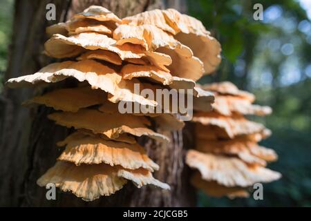 Champignons frais poussant sur la tige d'un arbre dans ensoleillé début de l'automne Banque D'Images