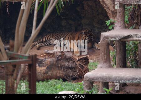 Le tigre de Sumatra est une population de Panthera tigris sondaica dans l'île indonésienne de Sumatra. Cette population a été inscrite comme étant critique Banque D'Images