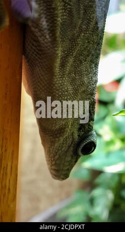 Un gecko de jour strié monte la tête vers le bas d'un poteau. Banque D'Images