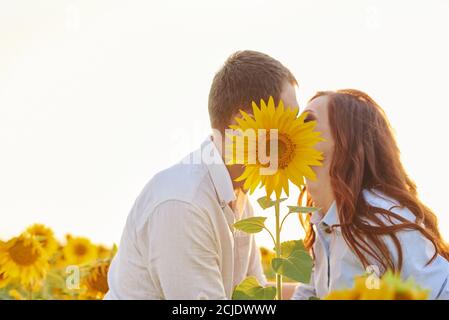 Beau couple s'amuser dans les champs de tournesols. Portrait d'un jeune couple embrassant se cachant derrière un tournesol. Copier l'espace. Banque D'Images