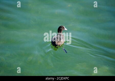 Un coq eurasien Fulica atra naque sur un lac. Banque D'Images