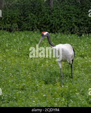 Une grue à couronne rouge, Grus japonensis, à la recherche de nourriture dans un pré, vous pouvez voir sa tête rouge. Banque D'Images