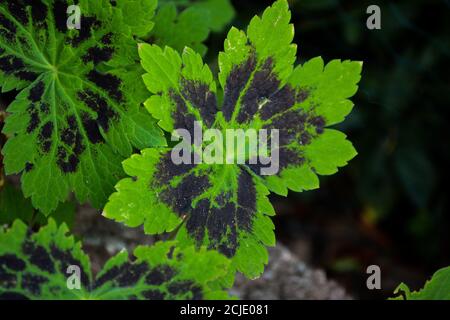 Le Samobor brun de cranesbill a des feuilles vertes noires. Banque D'Images